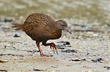 Weka